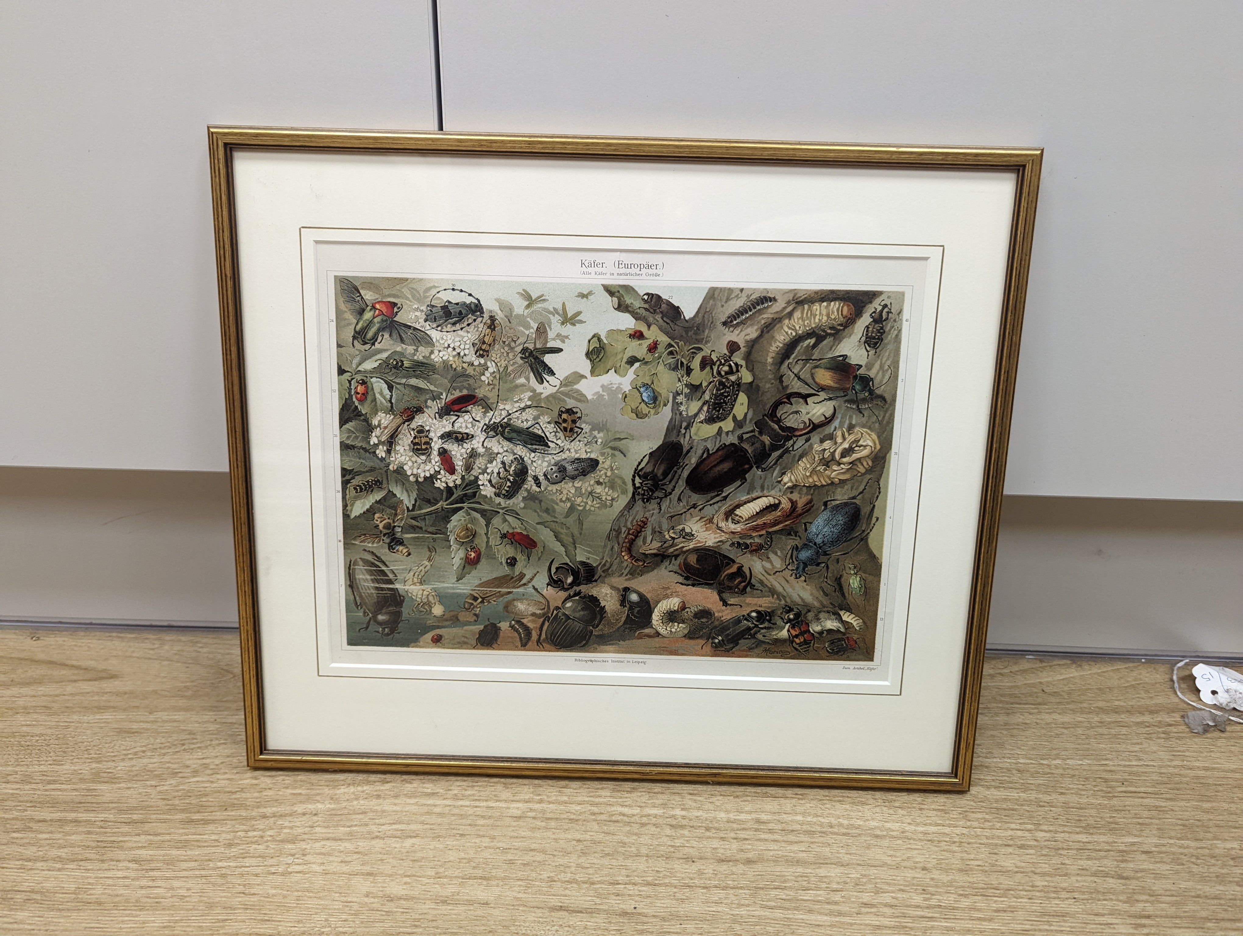 Bibliographisches Institut, Leipzig, sixteen assorted chromolithographs, Illustrations of orchids, fungi and other flora and fauna, 22 x 29cm